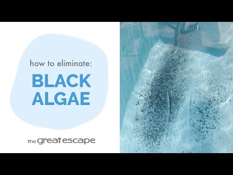 1 Quart Of WATER TRENDS 60% Algae Destroyer