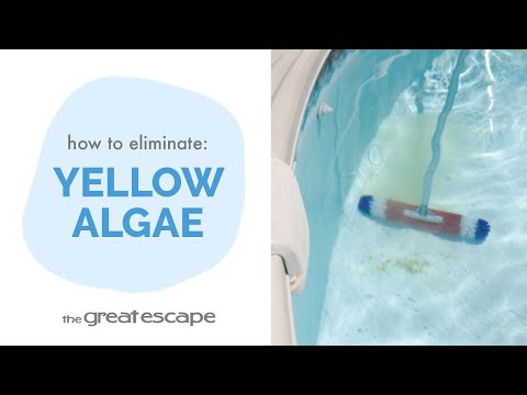 1 Quart Of WATER TRENDS 60% Algae Destroyer